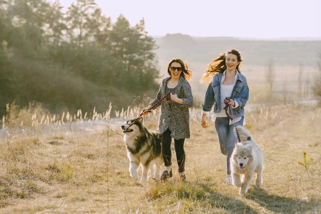 Two women walking their dogs through a sunny field