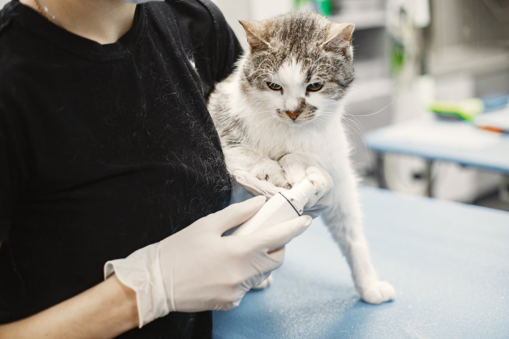 A cat getting checked up at the vet's clinic