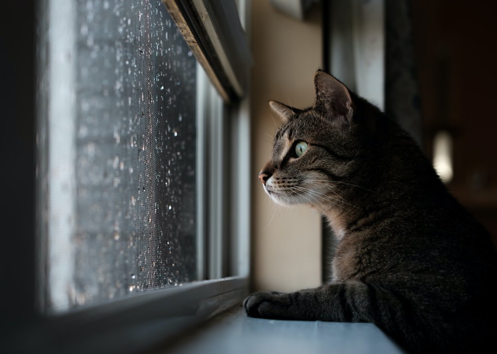 A cat looking out of a rainy window