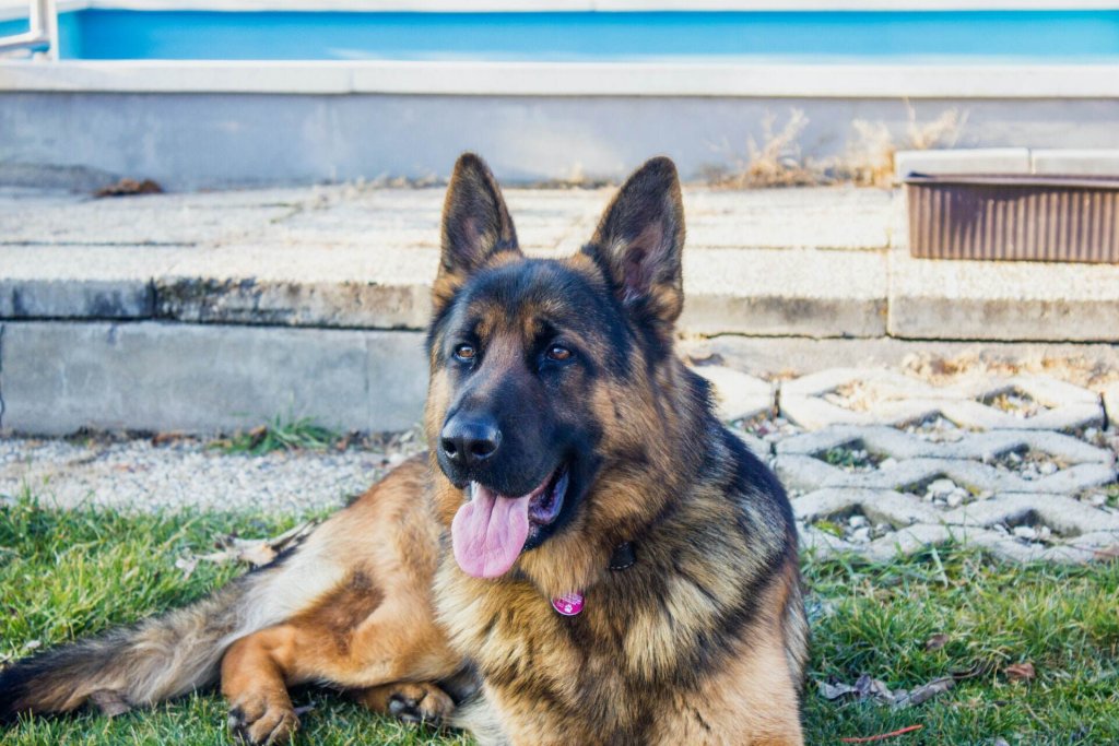 A German Shepherd resting in a backyard