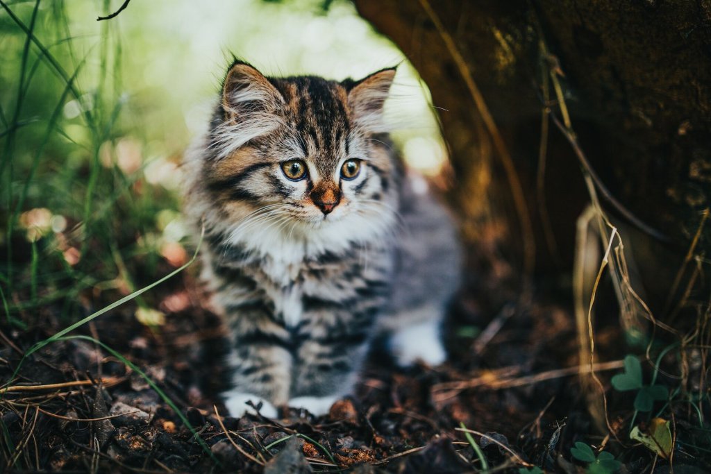 A kitten standing by a tree outdoors