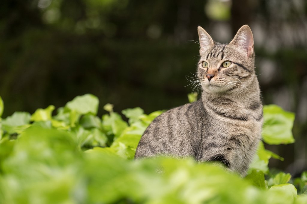 A cat surveys their territory in a garden