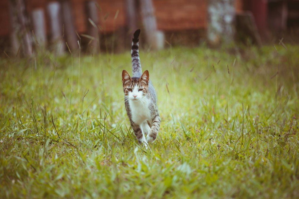 A cat walking through a grassy patch outdoors