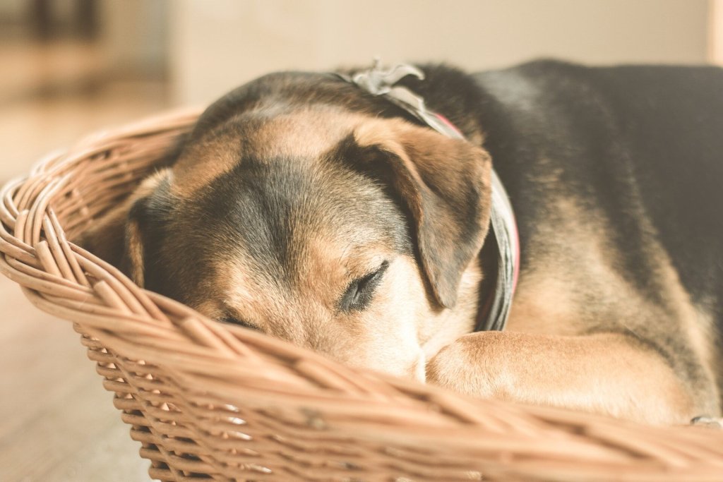 A dog sleeping in a basket