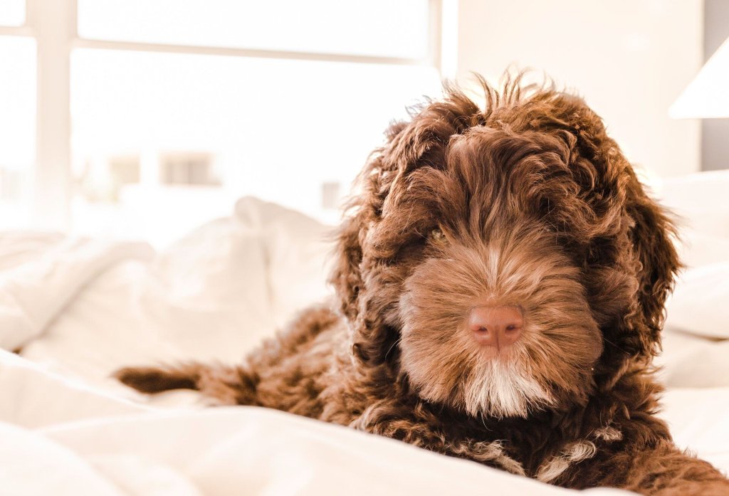 En brun hund som sitter på en seng