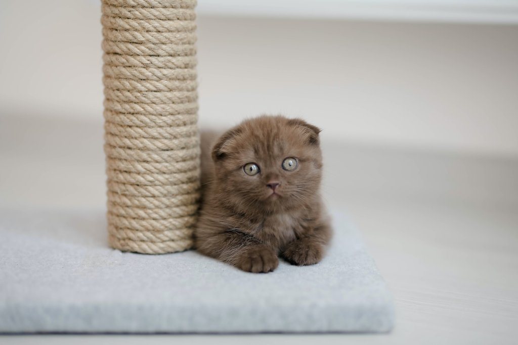 Een bruine kitten zit naast een verticale krabpaal