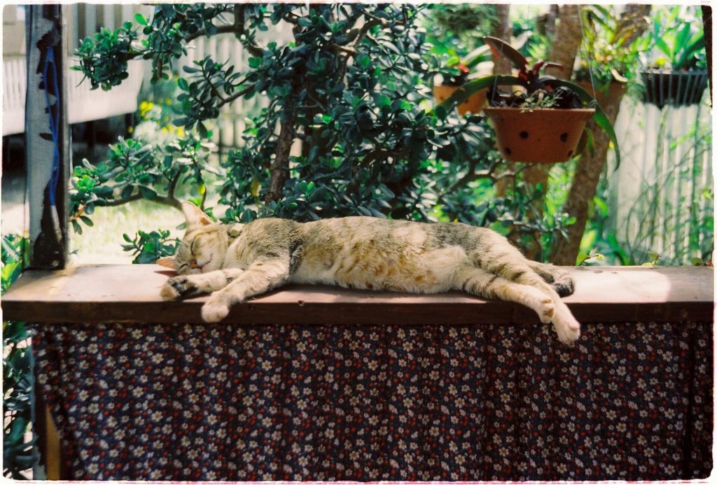 A cat sleeping on a table next to indoor plants