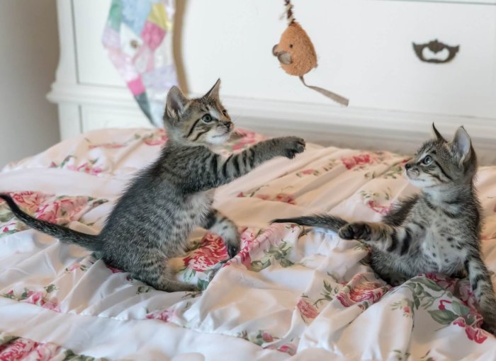 Two kittens playing with a dangling toy on a bed