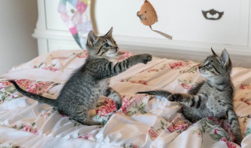 Two kittens playing with a dangling toy on a bed
