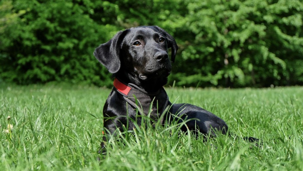 A black Labrador relaxes in a garden