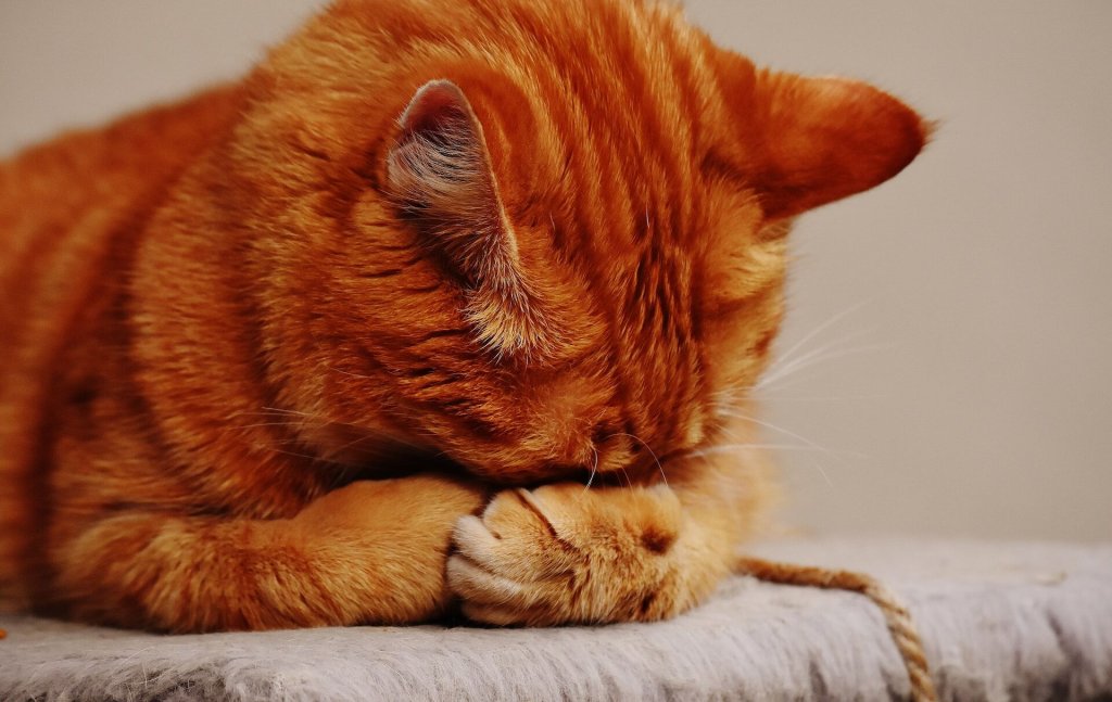 A cat sneezing into their paws from dust