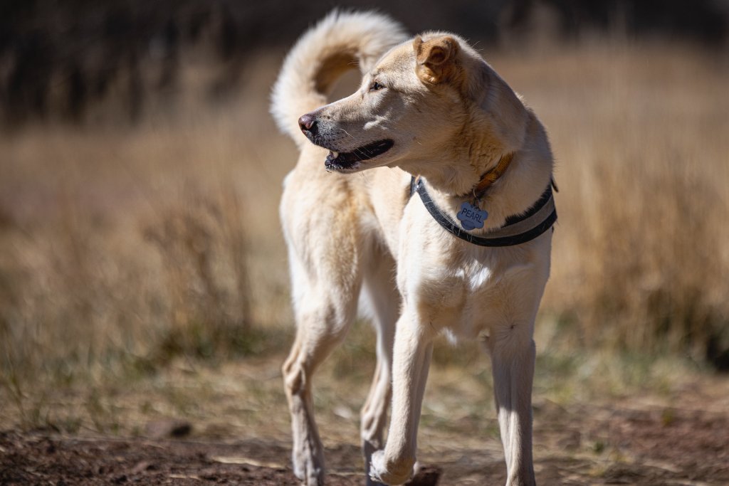 A dog wearing a pet identity tag with their name