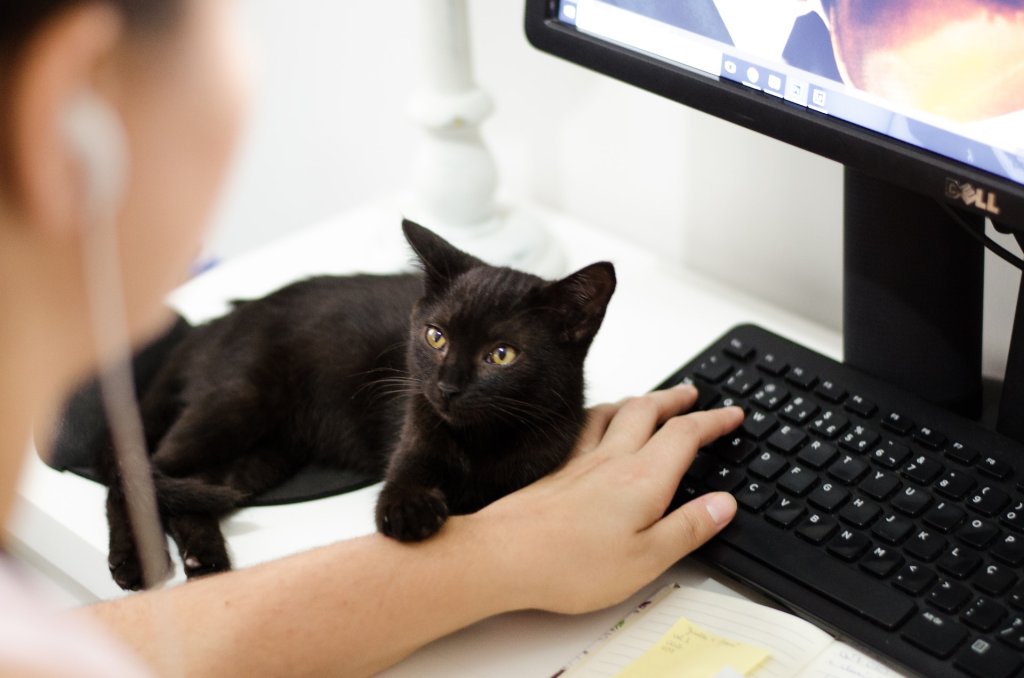 un gatto disteso sopra una scrivania accanto a una persona che lavora al computer