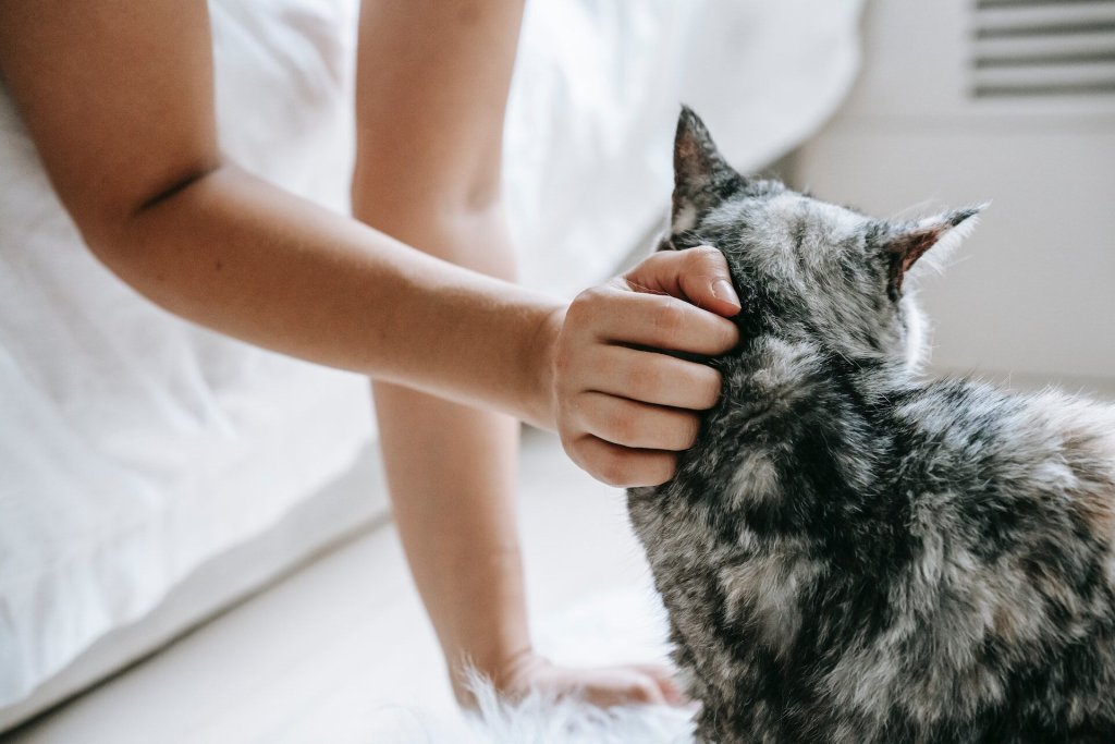 Een vrouw die over de kop van haar kat aait naast een bed