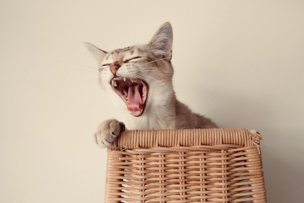 A yawning cat in a basket