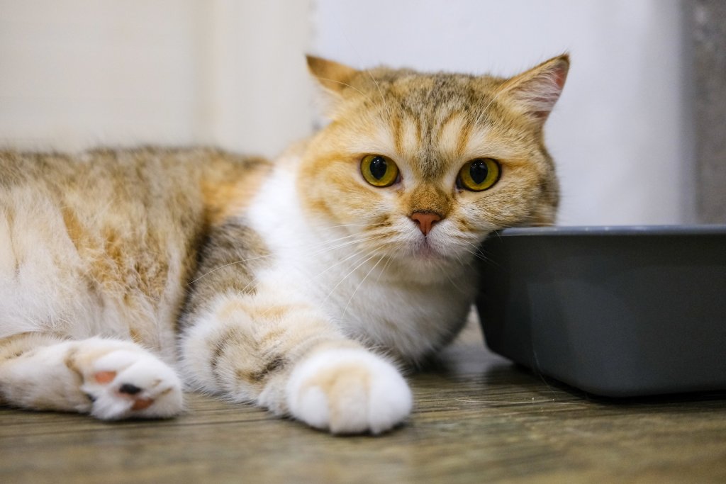A cat rests by a feeding bowl