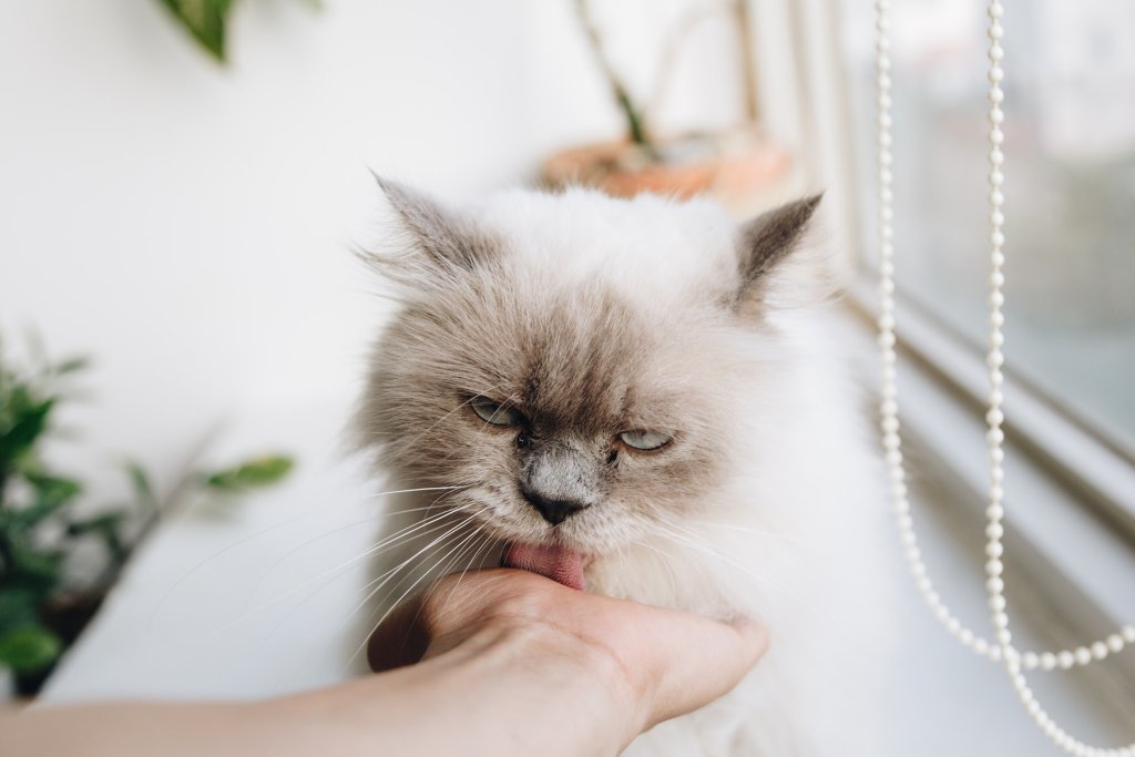 A cat with droopy eyes licking the hand of their parent