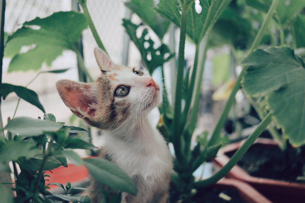 A cat explores the plants in their indoor garden