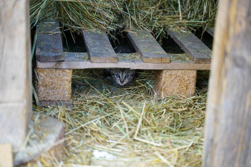 A cat hiding under a pallet in a farm