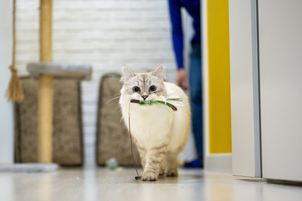 A cat carries a string toy in their mouth to play