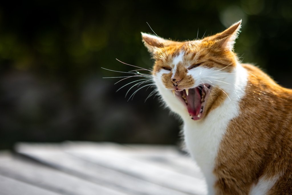 A hissing cat indicating their discomfort