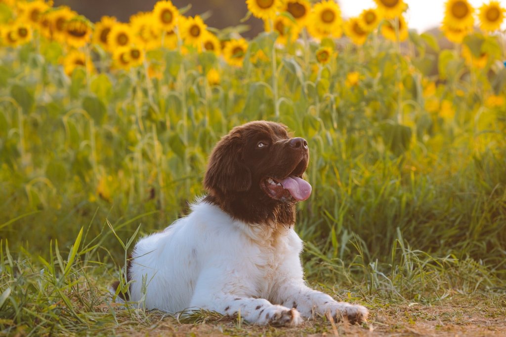 A Newfoundland relaxes in a field of sunflowers