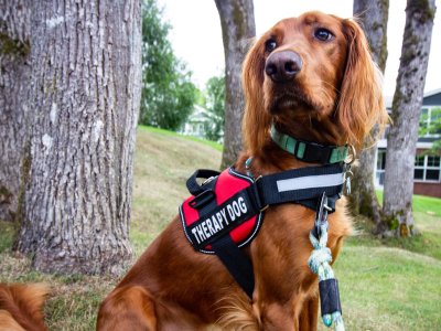 A therapy dog in a harness relaxes in a garden