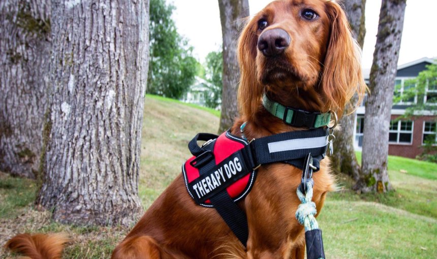 A therapy dog in a harness relaxes in a garden