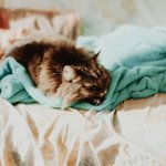 sick cat lying in bed