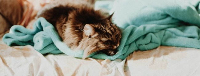 Kranke Katze liegt im Bett auf türkisfarbener Decke