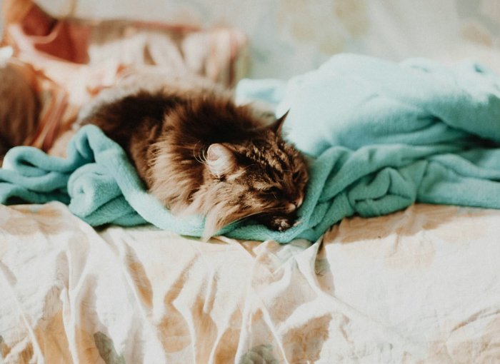 sick cat lying in bed