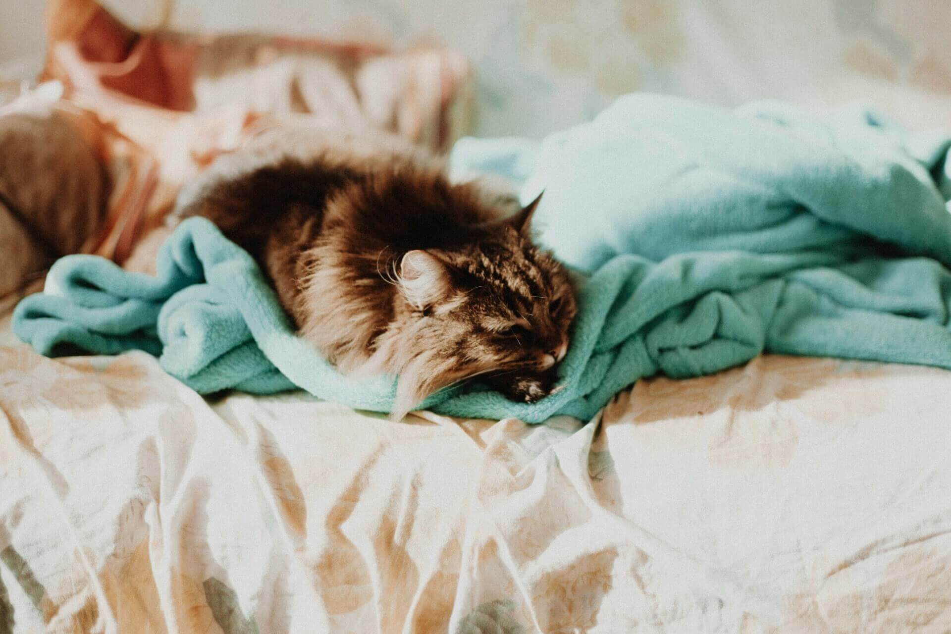 A sick cat lying in bed