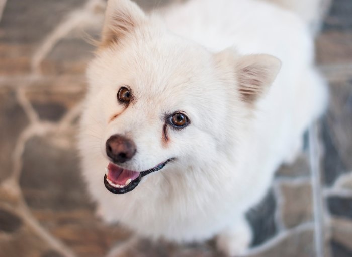 A white dog with eye discharge