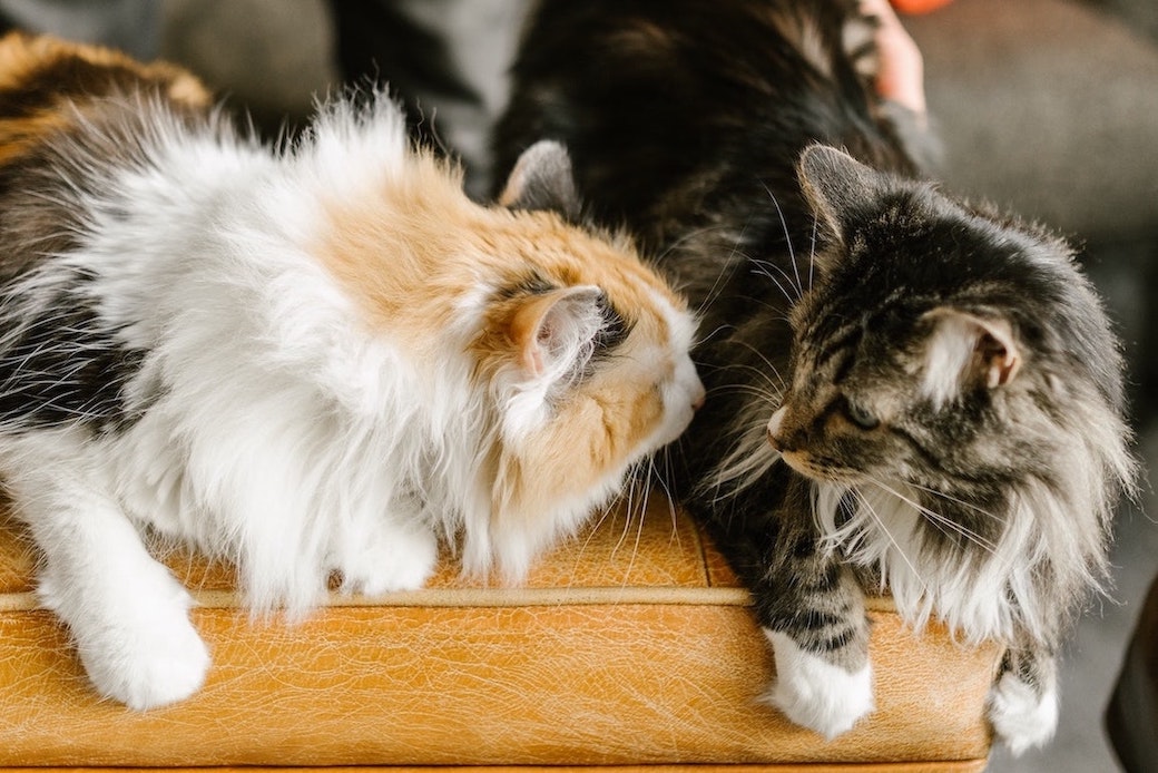 Two cats sniffing at each other sitting on a sofa