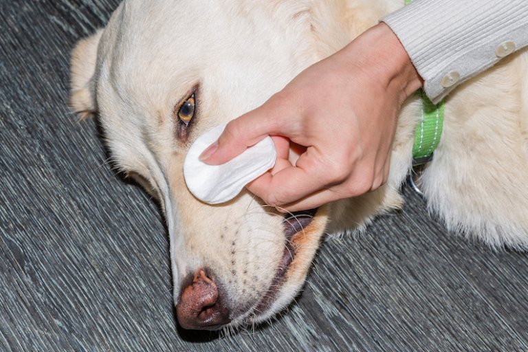 Tränende Augen beim Hund Ursachen und Behandlung Tractive