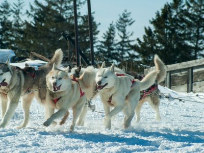 A pack of sled dogs pull a sled through a snowy field