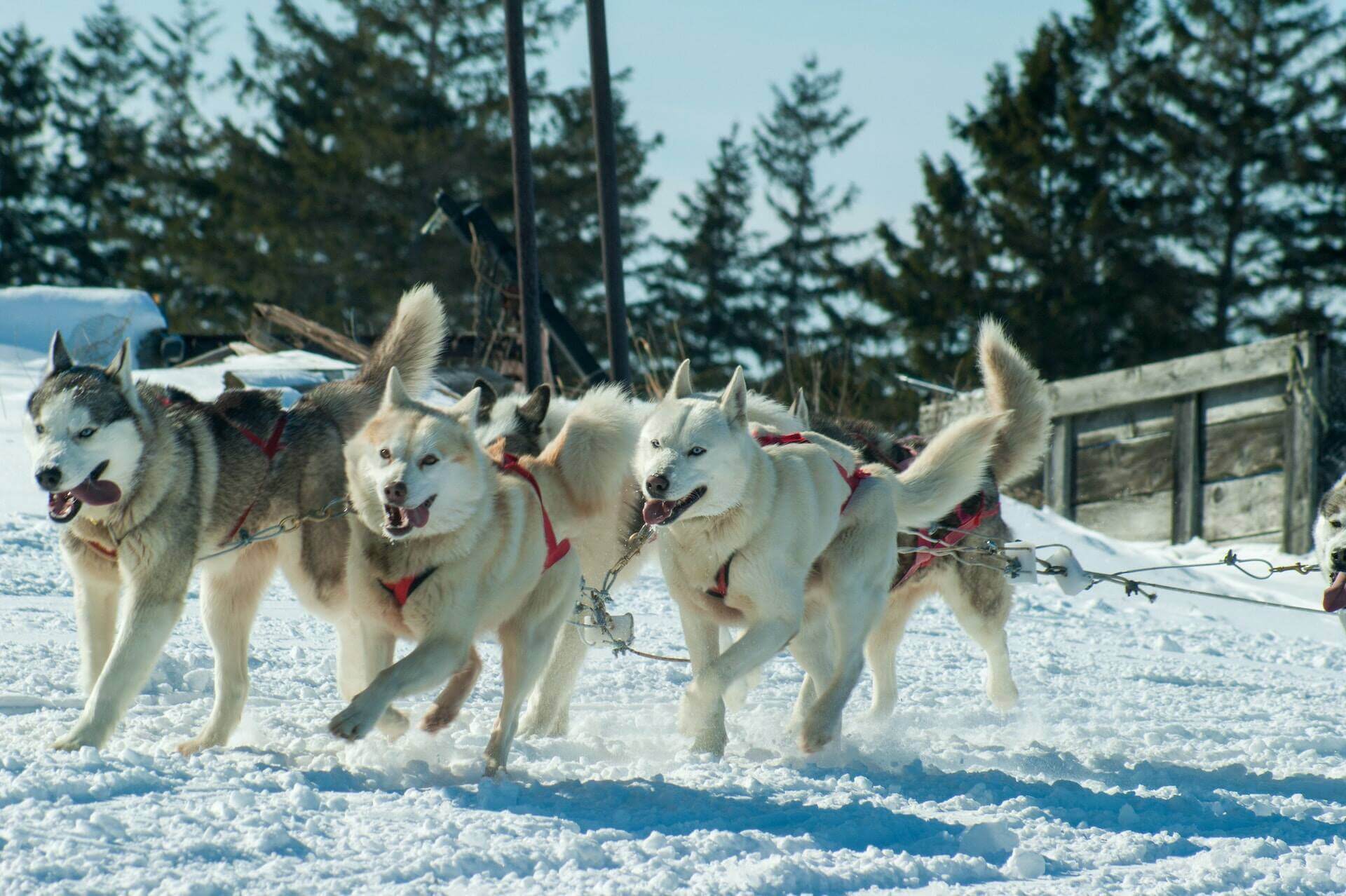A pack of sled dogs pull a sled through a snowy field