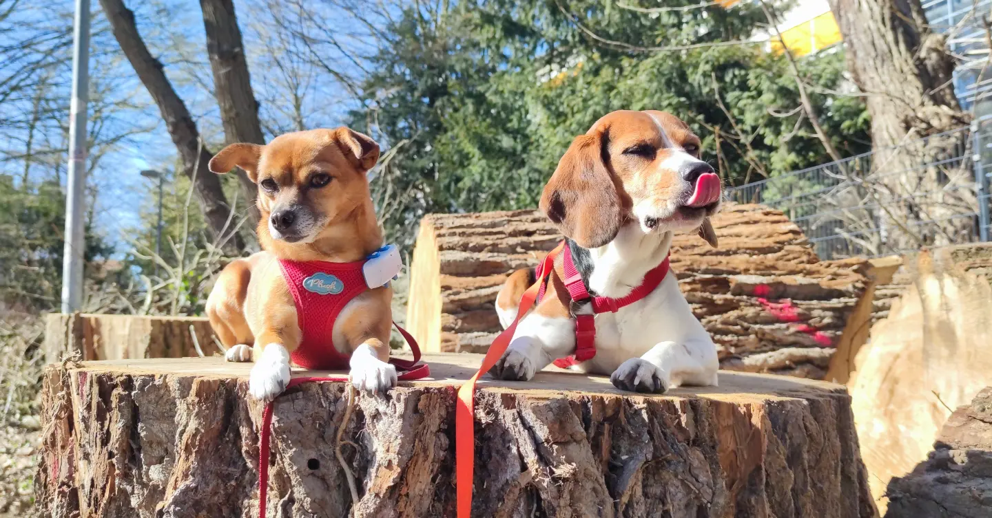 Kaksi koiraa, joilla on Tractive GPS -paikantimet, makoilee puunkannolla