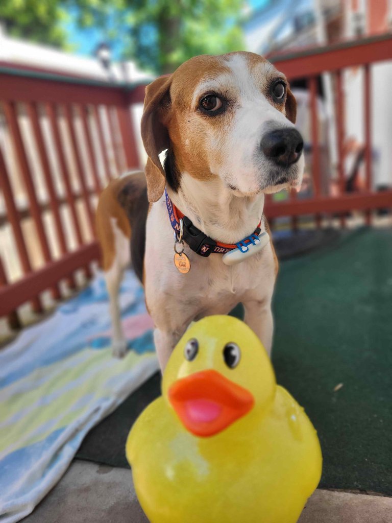 Un beagle avec un canard en caoutchouc jaune