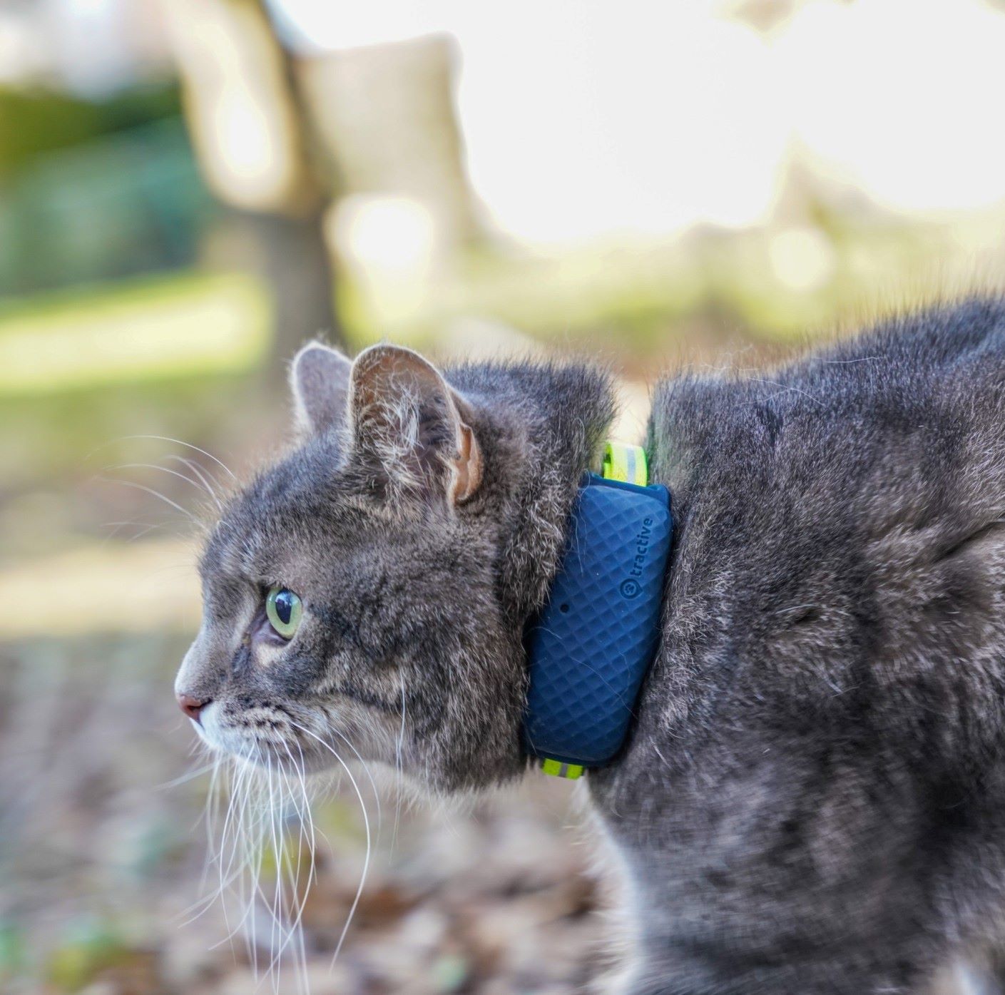 Kissa, jolla on Tractive GPS -paikannin