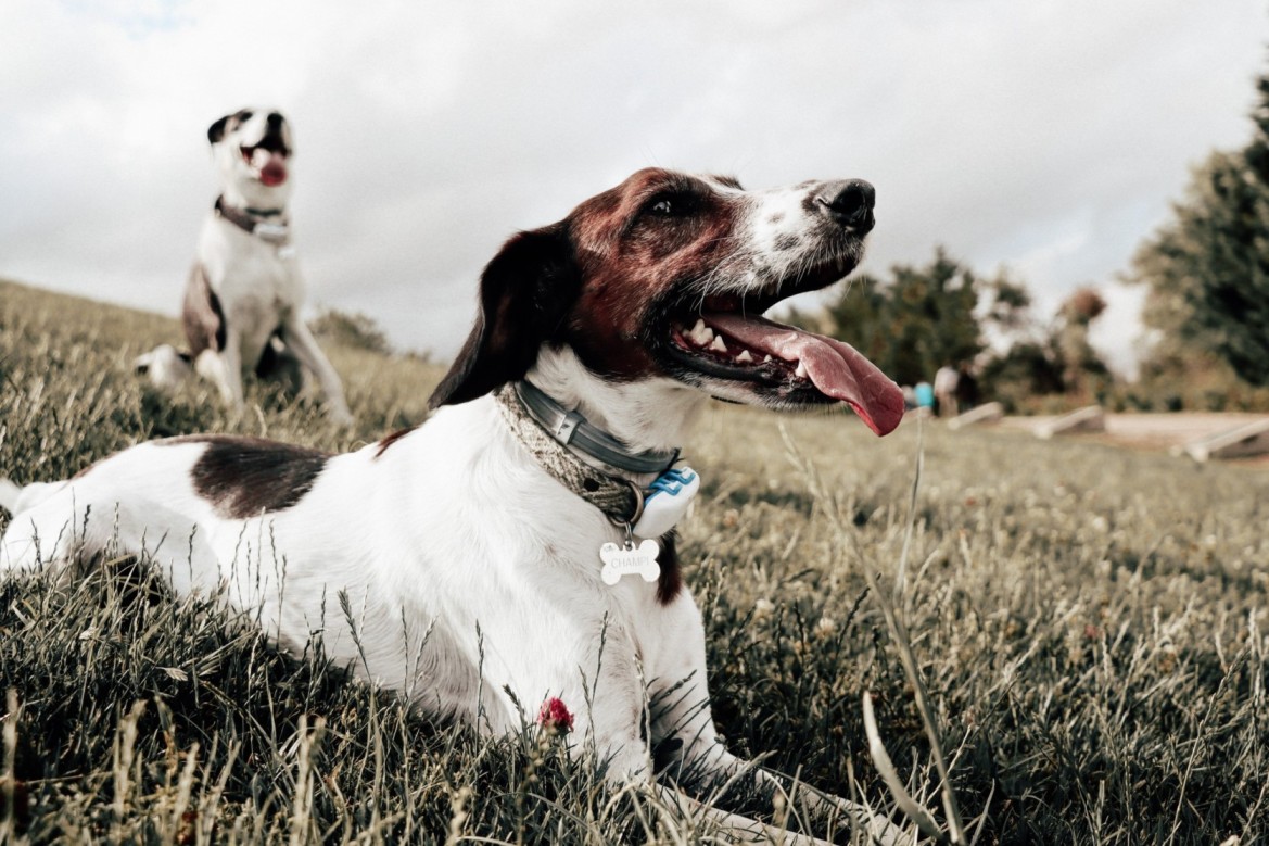 Dogs in a field wearing Tractive GPS trackers