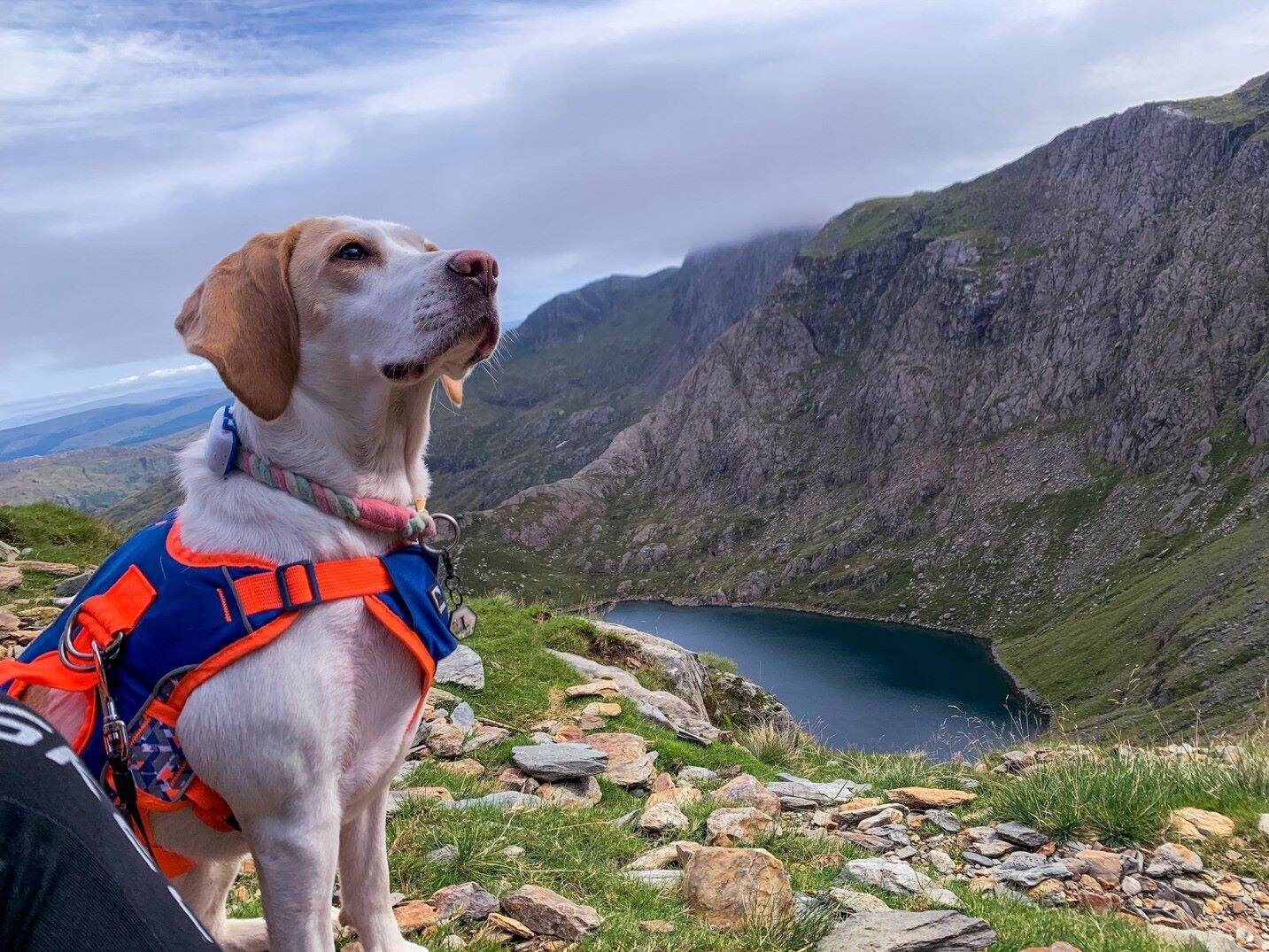 A dog wearing a Tractive GPS tracker exploring the outdoors