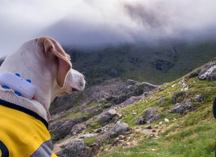 A dog wearing a Tractive GPS tracker looking over a mountain
