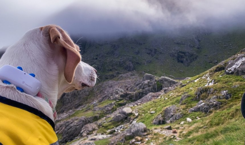 A dog wearing a Tractive GPS tracker looking over a mountain
