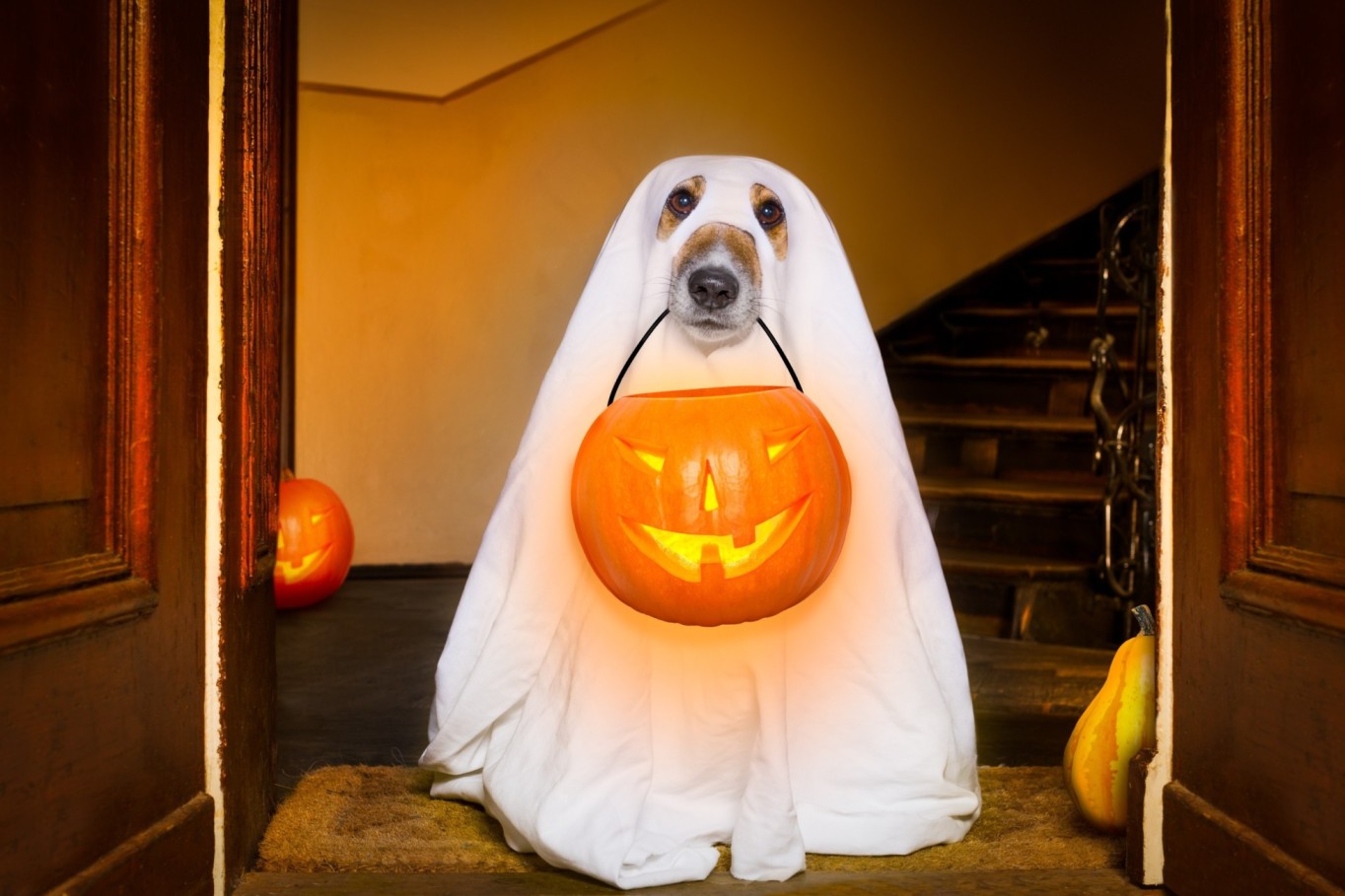A dog in a ghost costume waiting at the door for trick-or-treaters