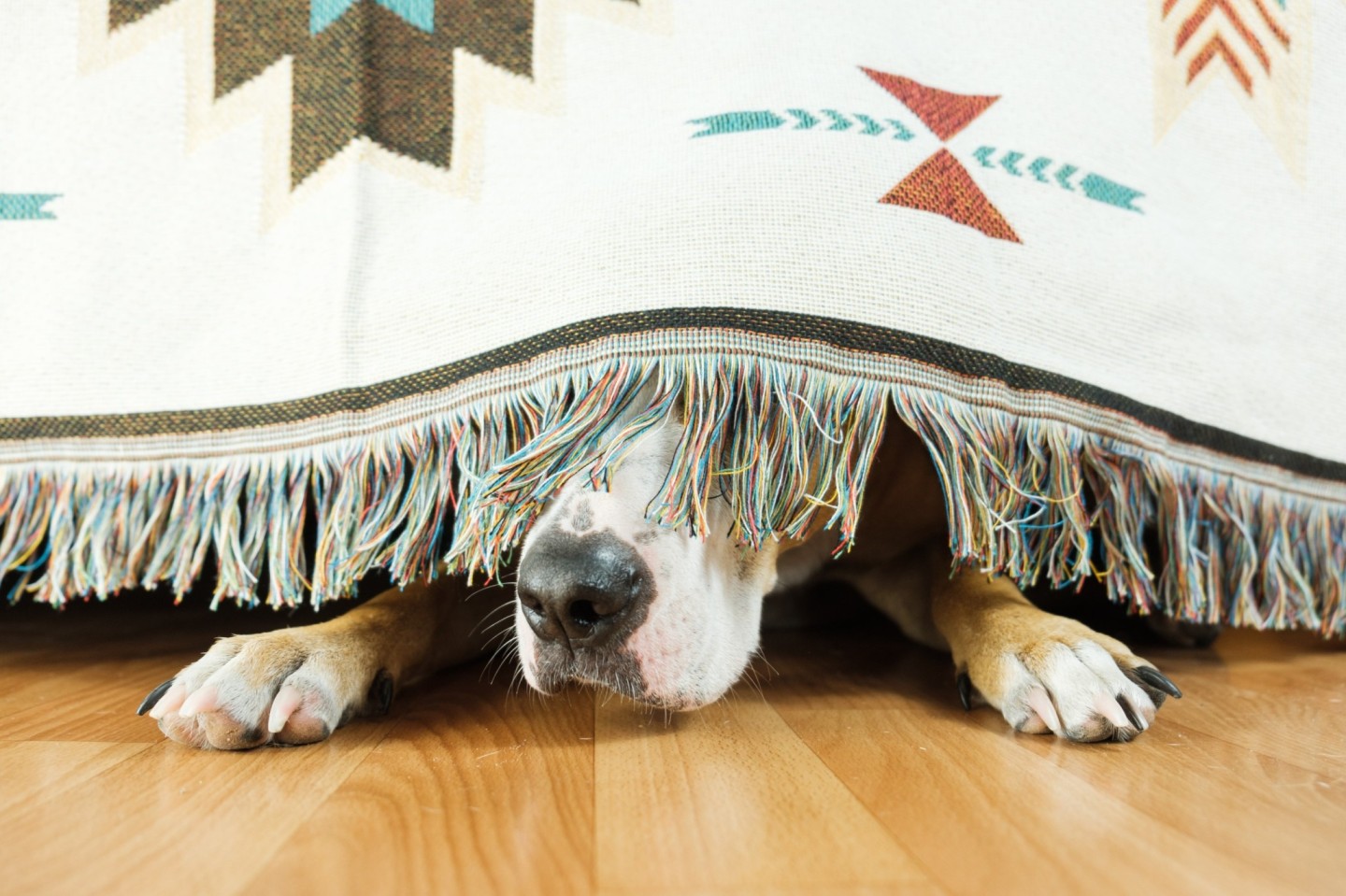 A dog hiding under a bed