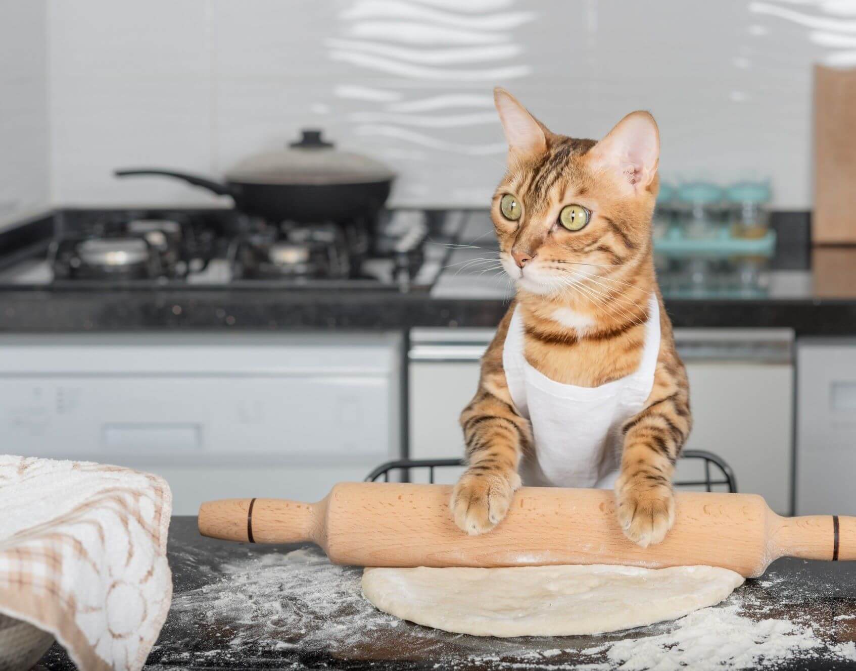 Cat store makes biscuits