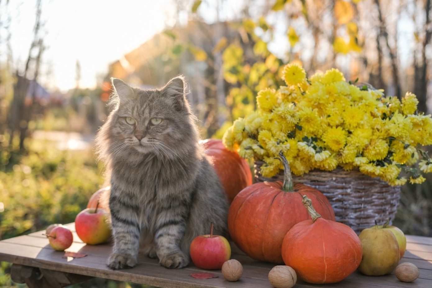 A cat sitting in a garden with pumpkins