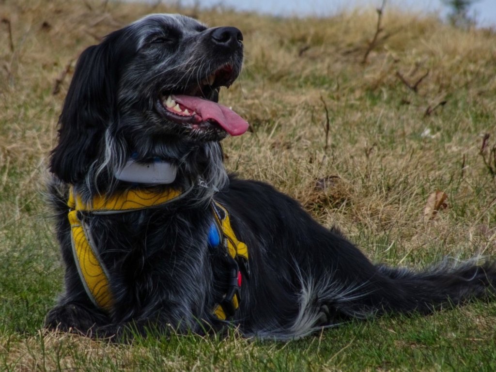 A senior dog wearing a Tractive GPS tracker relaxes outdoors