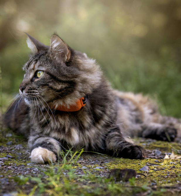 An outdoor cat sitting in a garden wearing a Tractive GPS